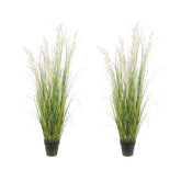 AfanD front view potted grass showing tall, maintenance-free greenery