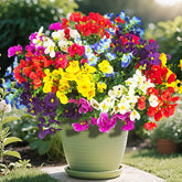 AITISOR front packaging showing 16 bundles and vibrant outdoor-ready benefit