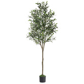 Alupssuc full 6ft olive tree showing height and elegant shape benefit