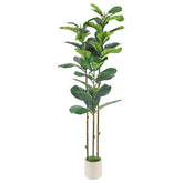 Alupssuc front view of 5ft fiddle leaf fig showing full shape and natural appeal