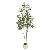 Alupssuc front view showing full 5ft olive tree for instant room greenery