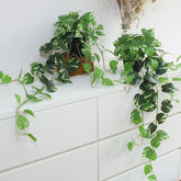 alyptus front view of potted faux pothos showing ready-to-display look