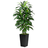 ASTIDY full view dracaena in black planter shows instant room greenery