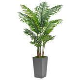 ASTIDY front view of 5ft palm tree in gray planter showing balanced height