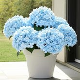 Auihiay front view of six blue hydrangea bunches showing full volume and vibrant color