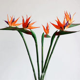 Beebel front view of six Bird of Paradise bunches showing full arrangement and instant tropical decor