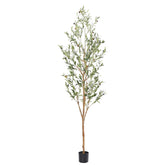 bellacat olive tree front view showing full 7ft height and balance