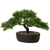 Briful bonsai front view in ceramic pot showing compact elegance and easy styling benefit
