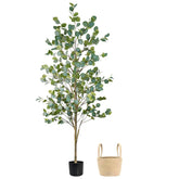 caxchiling front view of 6ft eucalyptus tree showing full-height greenery and visual impact