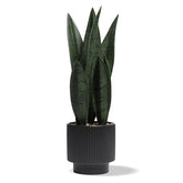 Chonsun snake plant front view showing lifelike leaves and clean silhouette