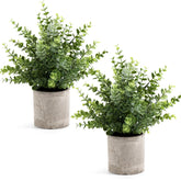 Coferset potted eucalyptus front view showing full sage-green foliage and neat pot for instant décor