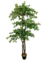 Cypress & Alabaster front view showing lifelike Italian Black Olive tree presence