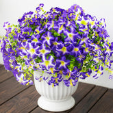 Daynight front view of purple petunias showing vibrant outdoor curb appeal