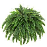 Dkaltm front view of full 49 inch fern showing lush natural appearance