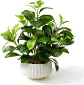 Ewtogift front view of faux Peperomia showing lifelike foliage and immediate style