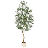 FEELEAD front view of 7ft olive tree showing full silhouette and balance