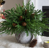 florisso front packaging showing bundled Norfolk pine stems for easy staging