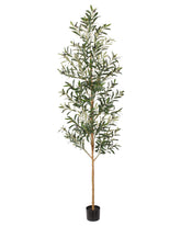 FLOWORLD front view 7ft olive tree creates bold centerpiece