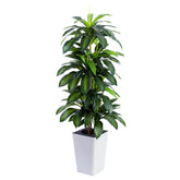 FLOWORLD dracaena front view showing full height and balanced silhouette