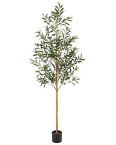 FLOWORLD olive tree front view showing full height and elegant silhouette