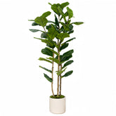 FLRLIVING front view of 5ft fiddle leaf fig tree adds instant greenery