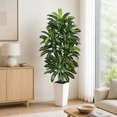 FSOHOI front view of 6ft dracaena in white planter shows full height and balance