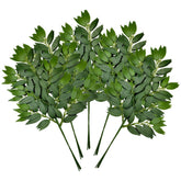 FUNORNAM front pack of 24 ruscus stems shows full set and easy styling benefit