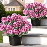 GLIDLION front porch topiary pair adding instant curb appeal