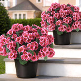 GLIDLION front view of two geranium topiaries enhancing porch curb appeal