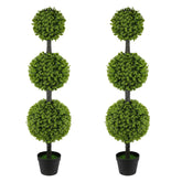 Goldshire triple topiary front view showing tidy three-ball silhouette and instant curb appeal