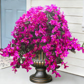 Grunyia front packaging showing four fuchsia trailing vines and product benefits