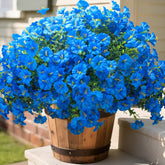 Grunyia front packaging showing vibrant blue morning glory for instant curb appeal