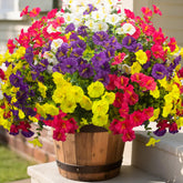 Grunyia front display of 16 bundles showing vibrant morning glory arrangement benefits curb appeal