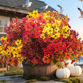 Grunyia front packaging showing 20-bundle fall mix and instant curb appeal