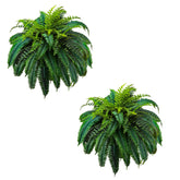 GYERB front view of two 48-inch ferns showing full lush coverage and instant curb appeal
