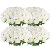 Hananona front view of 100 white silk roses showing bulk value and instant decor