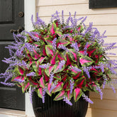 HIFORESTAR front packaging showing 12 coleus bundles and bright colors