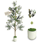 houpudamai olive tree front view showing lifelike presence and vertical impact