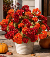 HyeFlora front view of six geranium bundles for instant fall curb appeal