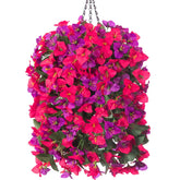 INSPRING bougainvillea front view showing full trailing flowers and instant curb appeal