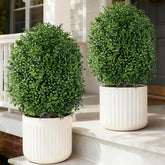 INSPRING front view topiary showing neat silhouette and instant curb appeal