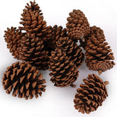JOHOUSE front view of twelve pine cones showing natural rustic appeal