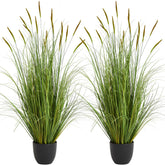 KOL front view of two 3ft cattail reed grass showing full arrangement and height benefit