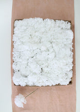 Larksilk white carnations pack front view showing 100 stems and value