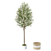 LuceAlberi front view of full 6ft olive tree showing height and style