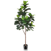 LYERSE front view of 6.5ft fiddle leaf fig creating a green focal point
