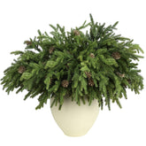 LZNPA front view of six pine stems showing full holiday volume