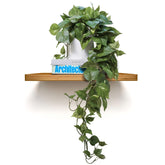 MY ROVALA front view in white pot shows ready-to-display greenery and space-saving benefit