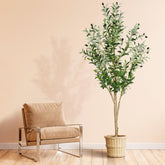 plantsworld front view showing full 6ft olive tree and natural decor benefit