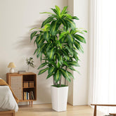 PUUKU dracaena front view with white planter shows elegant low-maintenance greenery